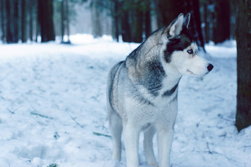 A dog breed Husky stands in the woods in winter and looks away