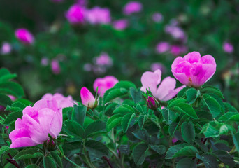 Fototapeta premium Dzika róża