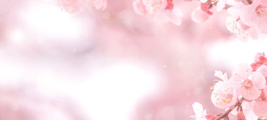 Cherry blossom in spring for background or copy space for text - obrazy, fototapety, plakaty