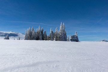 Amazing winter landscape of Plateau (Platoto) area ат Vitosha Mountain, Sofia City Region,...