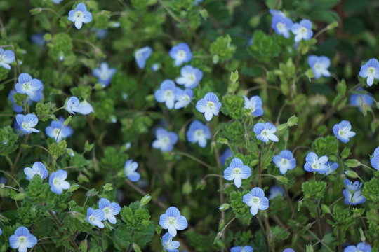 19 Best おおいぬふぐり Images Stock Photos Vectors Adobe Stock