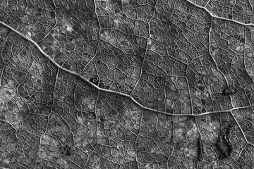 Old leaf macro texture. Grey texture of the sheet.