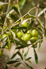 Olive tree