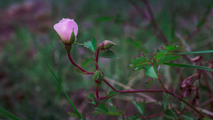 Wild rose
