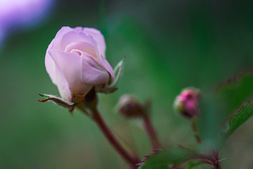 Wild rose