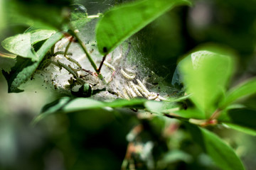 many small caterpillars in a cocoon on a leaf