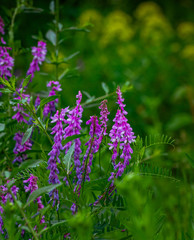 Fototapeta premium Summer field flowers