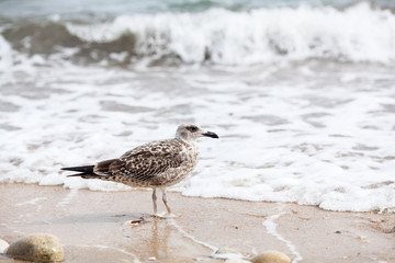 Sea gull standing on his feet on the beach at sunset. Close up view of white birds seagulls walking by the beach against natural blue water background. Concept tourism, leisure at sea, summer time