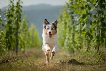 Naklejka na ściany i meble Australian Shepherd in nature. Dog in the vineyard. Pet, healthy lifestyle, travel, Europe