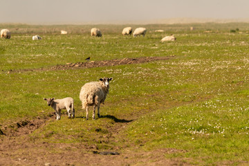 mouton dans un pré 