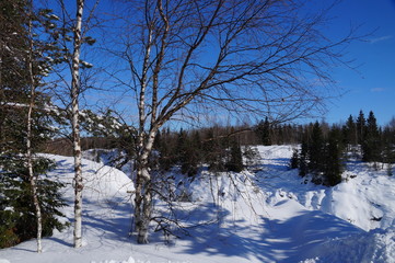 Spring is coming. The month of March. Bright spring Sunny day. The sky is clear, blue. Birches turn white in the sun. On the snow shadows of the trees. Coniferous trees on the horizon.