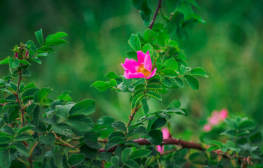 Wild rose