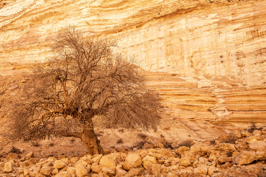 tree in desert, E'in Ovdat nature reserve, Israel
