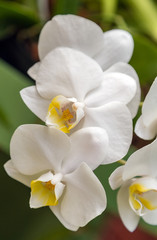 Fototapeta na wymiar Orchid flower in tropical spring day Floral postcard