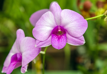 Orchid pink purple flower