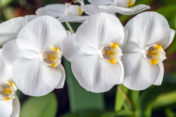 Orchid White flower in tropical agriculture, spring day