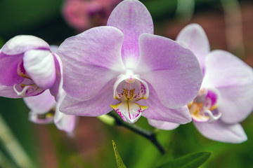 Fototapeta na wymiar Orchid flower in tropical garden, spring day Floral postcard