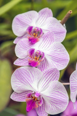 Orchid flower in tropical garden