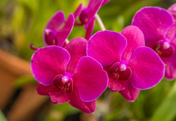Fototapeta na wymiar Pink Orchid flower in Tropical concept garden