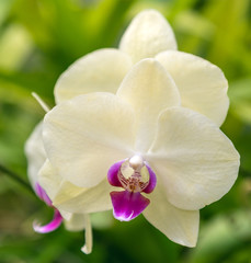 Fototapeta premium Orchid flower