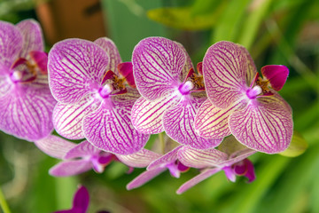 Orchid Pink flower in tropical garden, spring day Floral