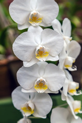 Fototapeta na wymiar Orchid flower in tropical garden agriculture
