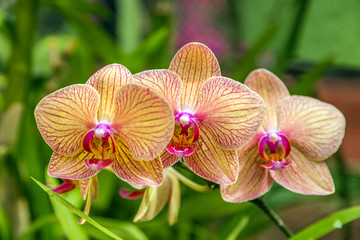 Orchid flower in tropical florist shop postcard