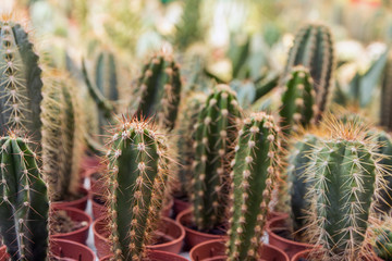Set of domestic cactus closeup. Cactus Garden collection in small flowerpots, Cactus top view