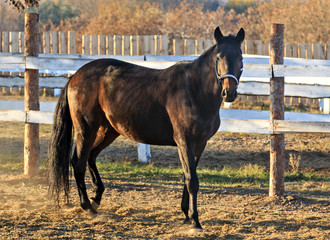 Portrait black dressage horse game dust field