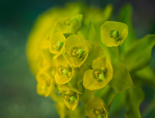Summer field flowers