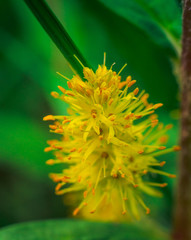 Summer field flowers