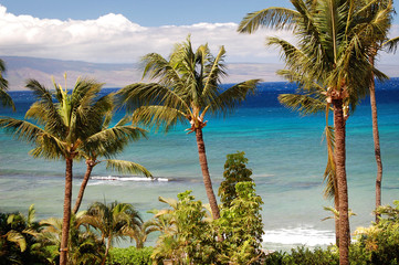 Fototapeta na wymiar A postcard view of three palm trees over looking the multi colored blue ocean in Maui, Hawaii.