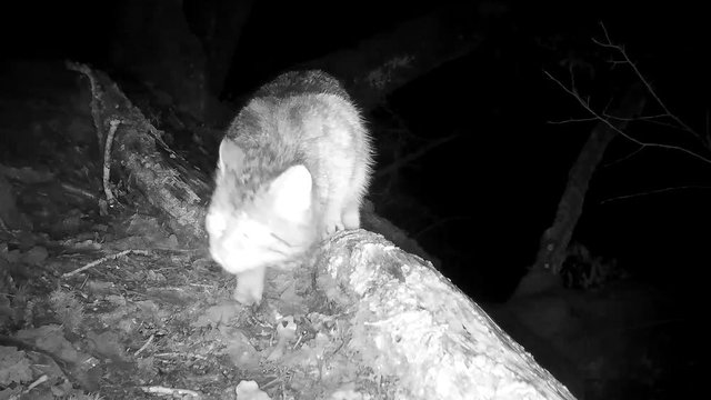 Europ&auml;ische Wildkatze riecht und sichert, Freiland