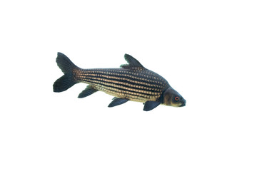 Giant barb on white background