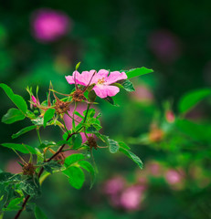 Obraz premium Wild rose