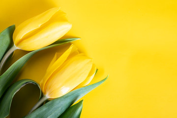 Wiosenne tulipany na żółtym tle - obrazy, fototapety, plakaty