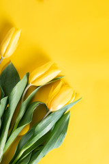 Żółte tulipany na żółtym tle