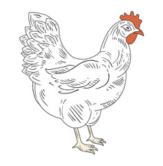 Farm Fresh Eggs. Vector Illustration