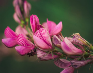 Summer field flowers