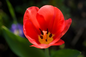 Rote Tulpen von oben fotografiert im Garten vor grünem Hintergrund