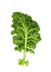 kale isolated on white