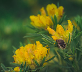 Summer field flowers