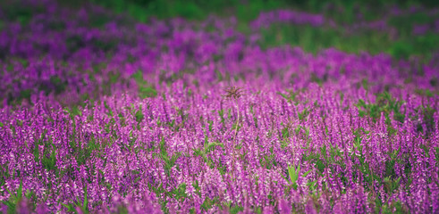 Naklejka premium Summer field flowers