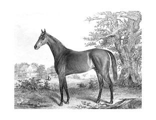 Horse
