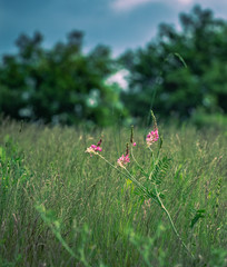 Summer field flowers