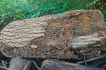Turkey tail (Trametes versicolor). Another scientific names are Coriolus versicolor and Polyporus...