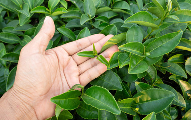 Focus hand holding tea leaves Fresh green In tea plantations in northern Thailand.