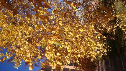 autumn birch