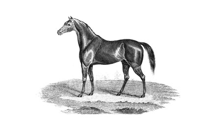 Obraz na płótnie Canvas Horse