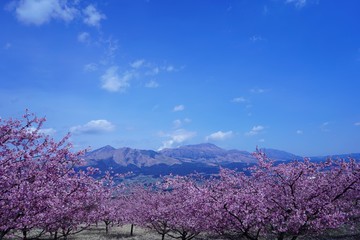 満開の南阿蘇桜公園と阿蘇山の風景